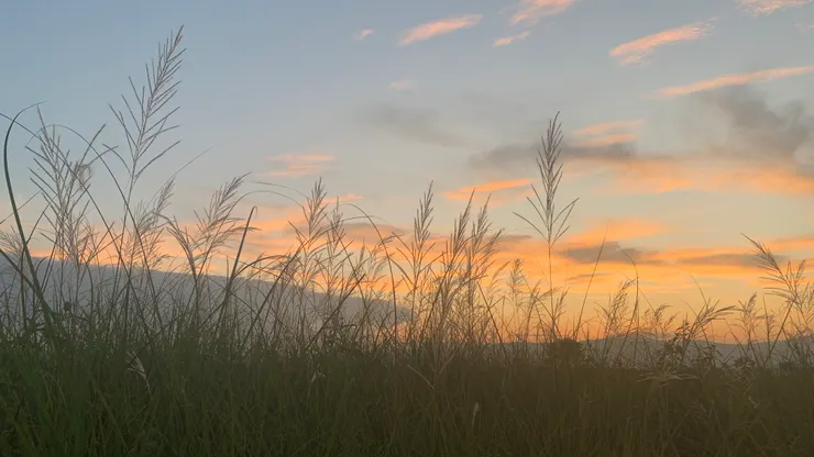 手机拍于昨晚散步时