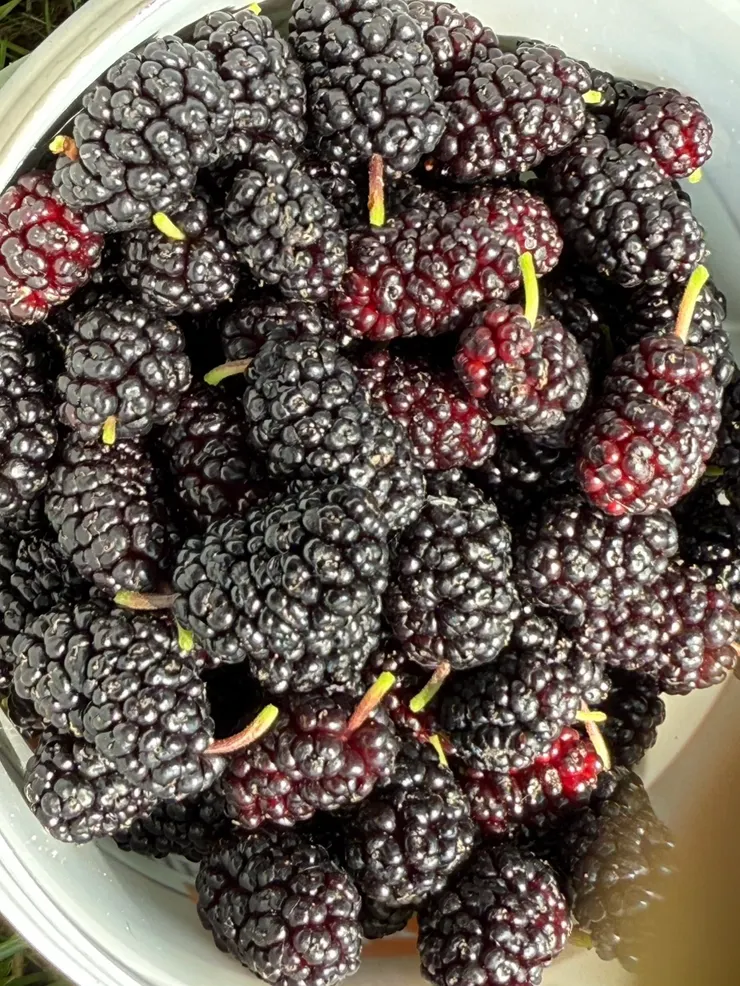 海德堡剛採收的桑椹