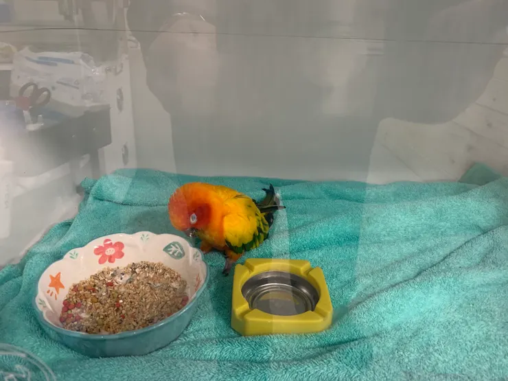 挺過了一關,從醫院正準備接回