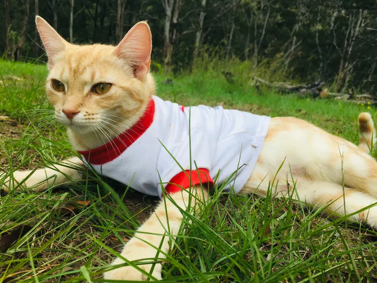 很適合Honey的尺寸 像運動員^0^~