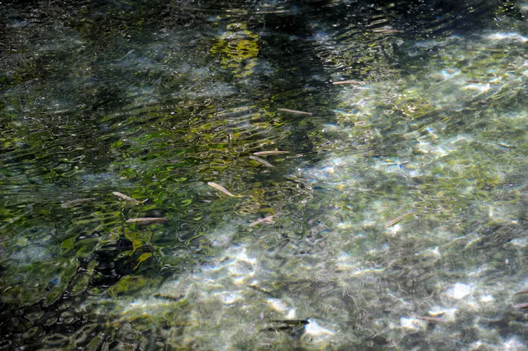 【四十二份溪流湧泉依舊清澈見底 山水如恆但人皆無恙多麼不容易】