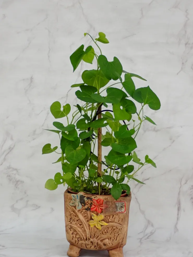 中正社大113.09.11