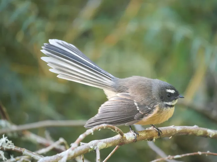 在紐西蘭旅遊沿路遇見好多Fantail，屬這裡最為肥潤。