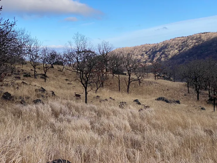 日本大分-由布岳 || 野生鹿群!!