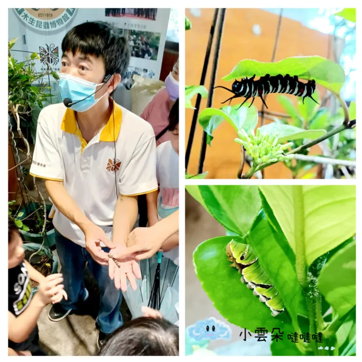 導覽員帶大家認識蝴蝶幼蟲