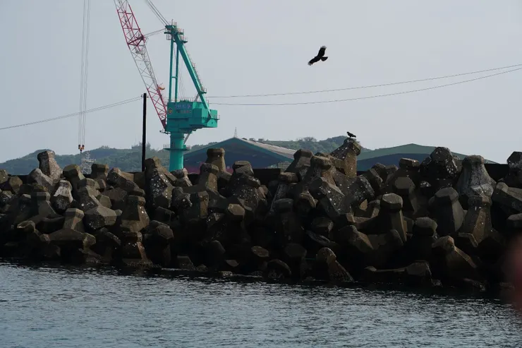 魚鷹與外堤防