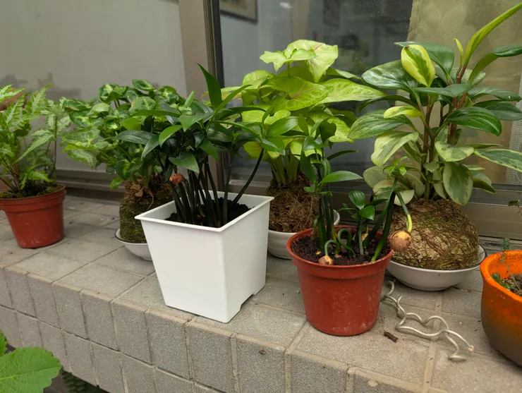 竹柏及苔球三寶