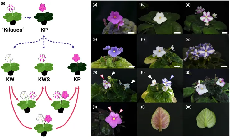 組培的後代花色。圖片取自期刊。