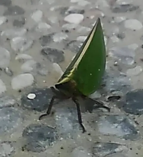 小豌豆-綠瓢蠟蟬