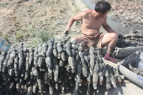 挖出來的蓮藕成堆置放在田邊，並不立即清洗，隨即裝箱運往台北