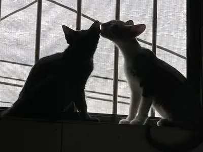 快樂星期一的開盤