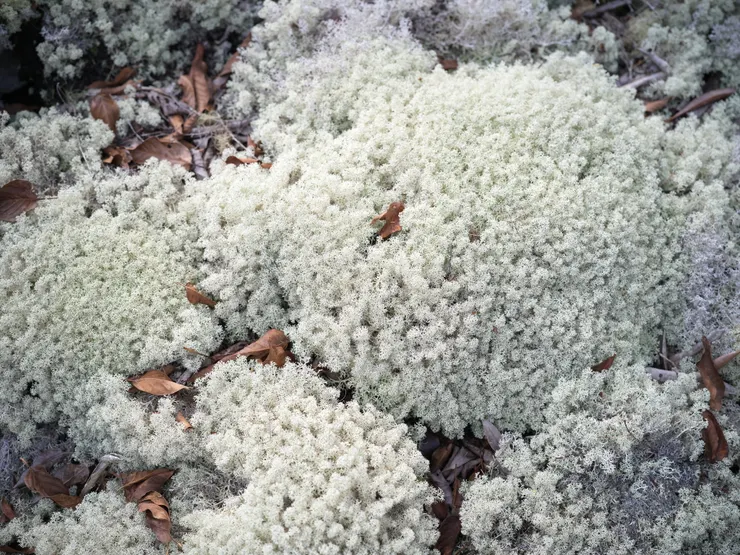 可能是軟鹿蕊的枝狀地衣