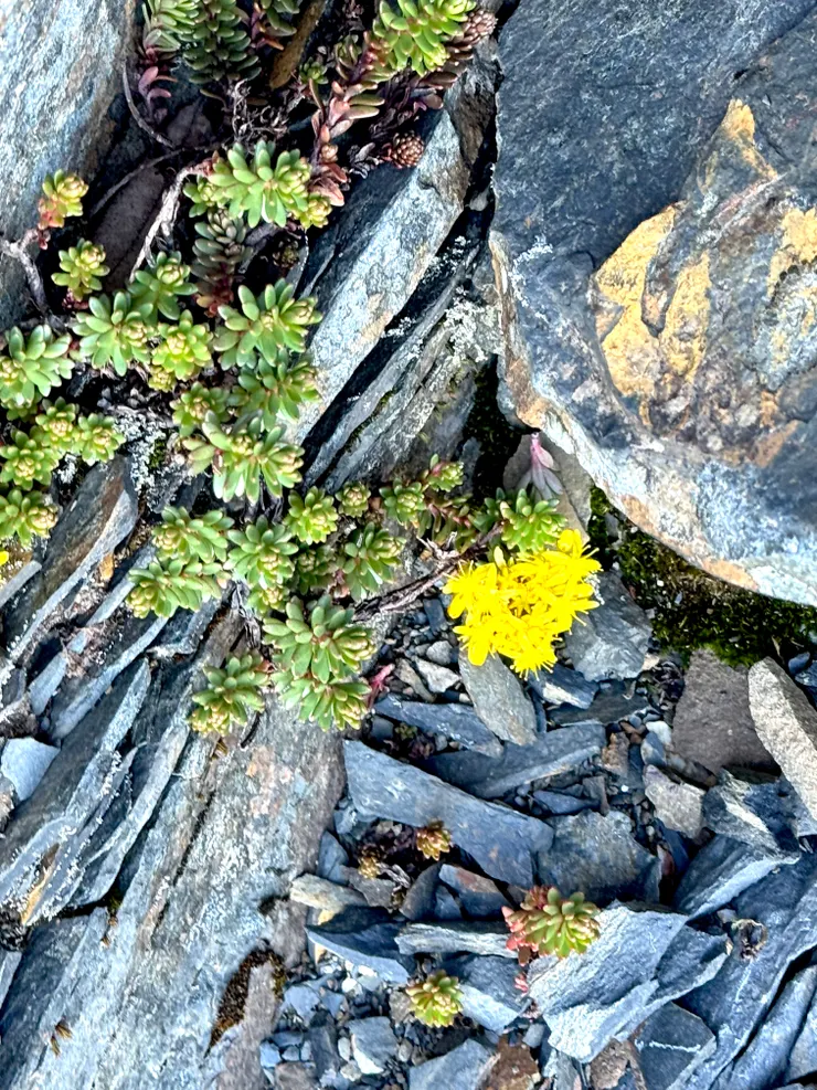 走得很辛苦的時候就找一些小花來拍