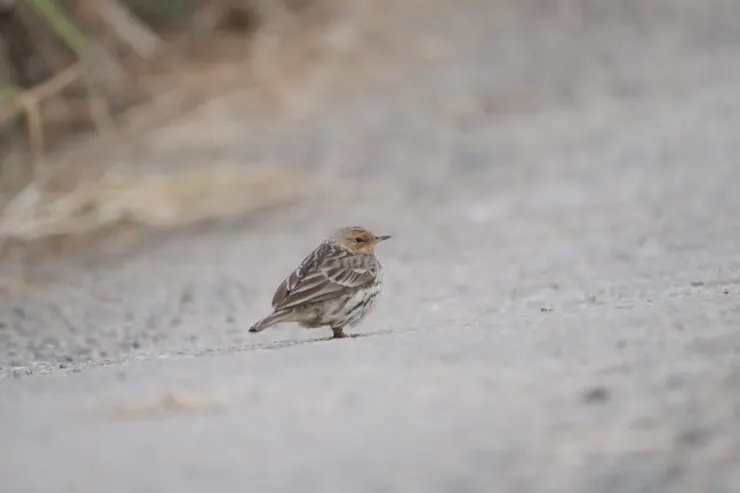 最近看到的個體比較胖
