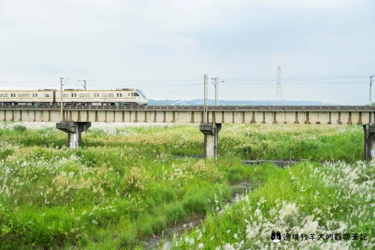 花海、火車與遠方的山景，看了心情舒暢