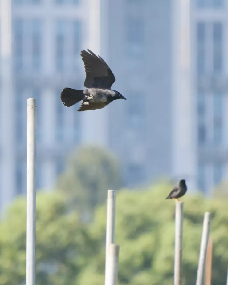 肚子和老鼠的毛色有點相似