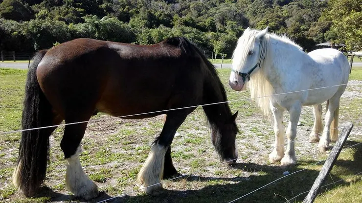 仙蒂鎮遺產公園-馬兒