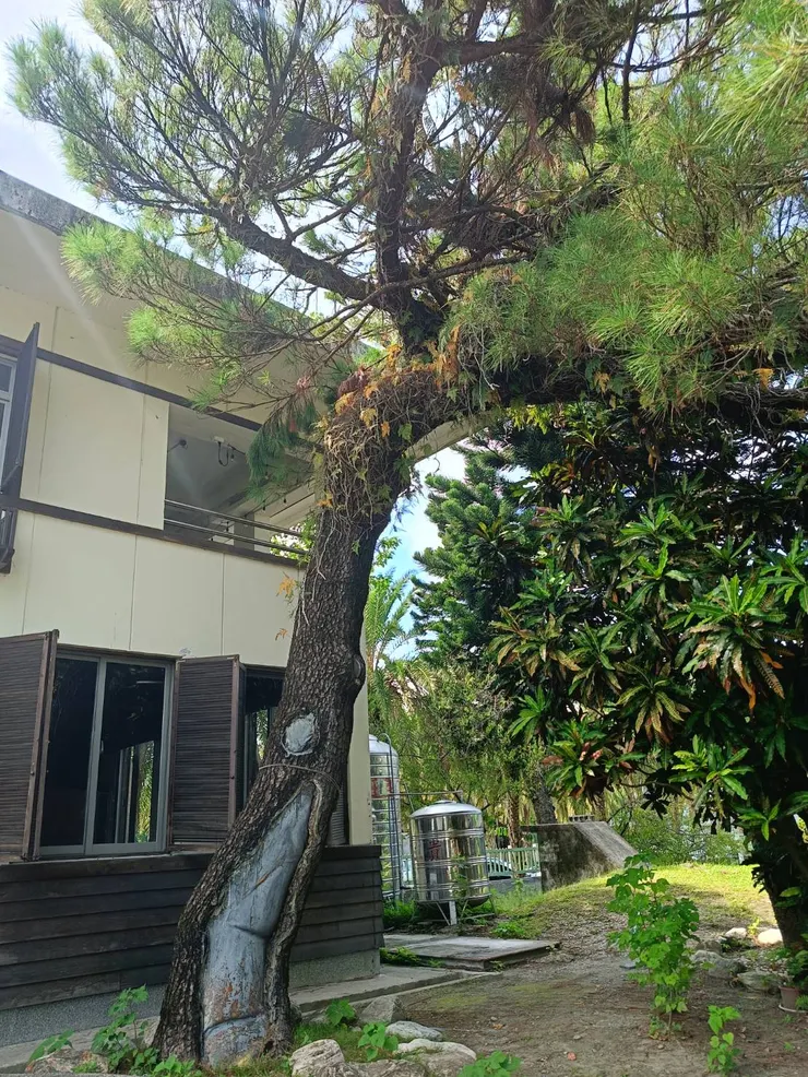 鐵道文化園區左側紀念碑旁滄桑的松樹