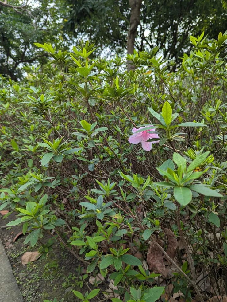 2025/2/27大安森林公園杜鵑花季，但卻只有杜鵑開得稀疏