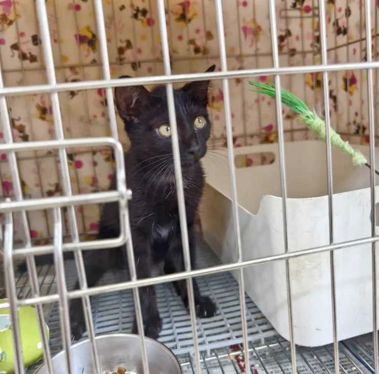 在中和動物之家第一次遇見錢錢