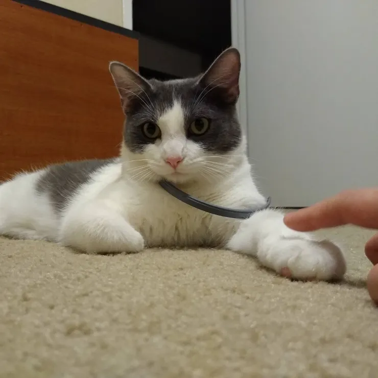 小露西妳覺得呢？