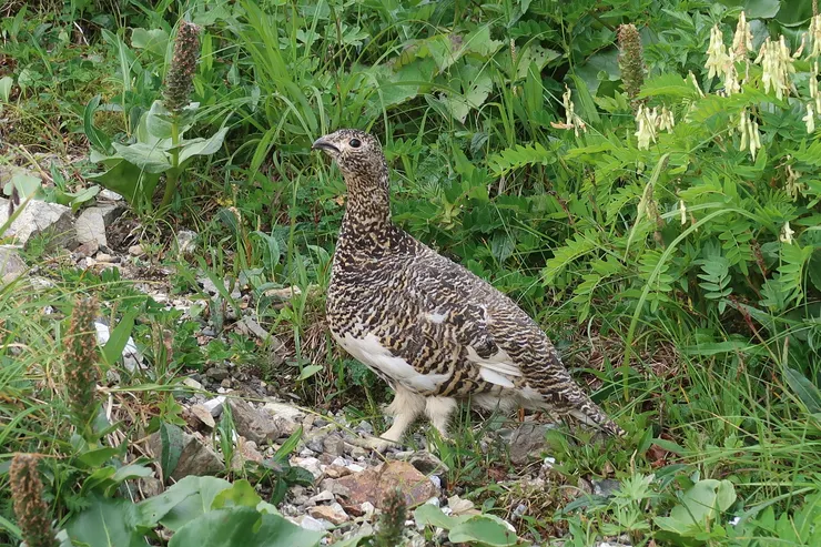 方格子不能放影片......我有拍到兩隻鳥寶寶耶！