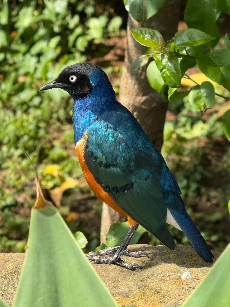 Starring 這是這種鳥的名字 鳥如其名 聒噪到像star一樣讓你無法忽視 不過最不可忽視的是他的羽毛色澤 琉璃藍的發光～