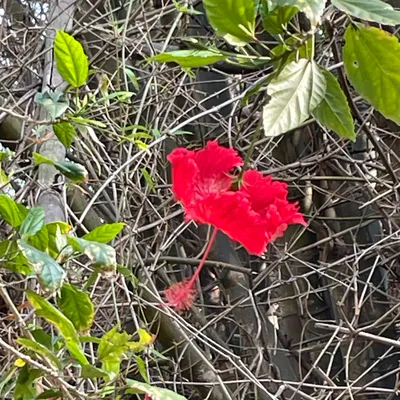 愛上陽光的太陽的沙龍