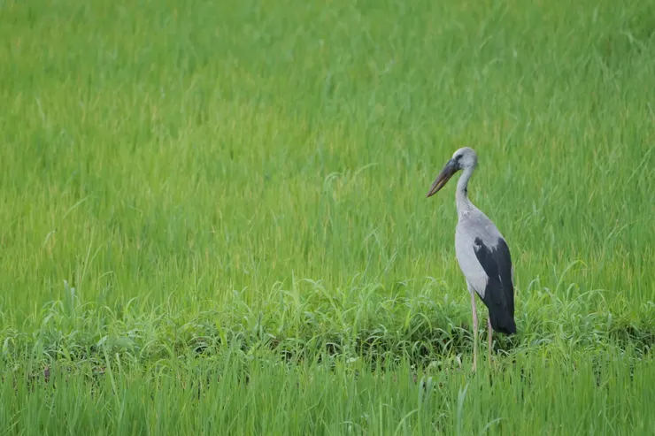 Asian Openbill