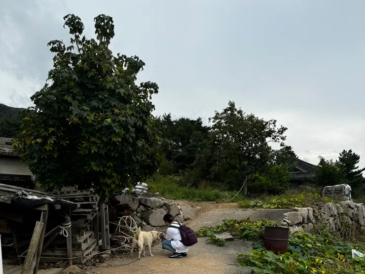 拍攝於2024年10月14日，韓國 慶州