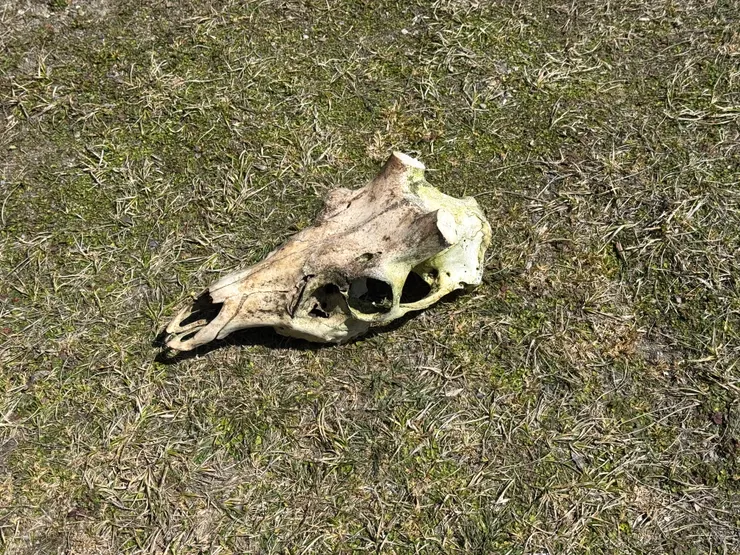 很藝術的獸骨。