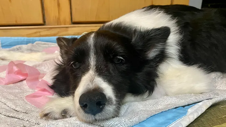 她就這樣枕著左手看著我們的方向