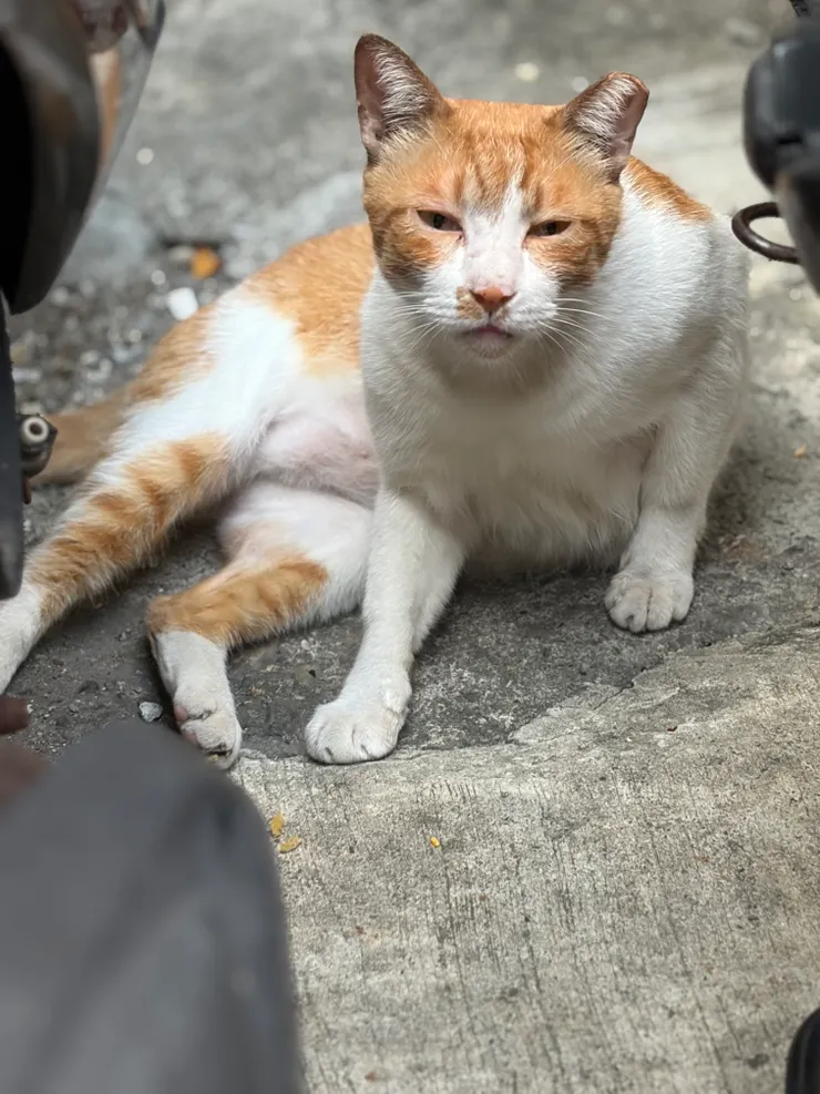 我跟橘子還在撐｜牠確認了一下我，然後又放心了