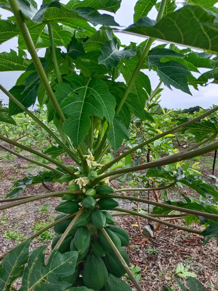 結實纍纍的木瓜樹