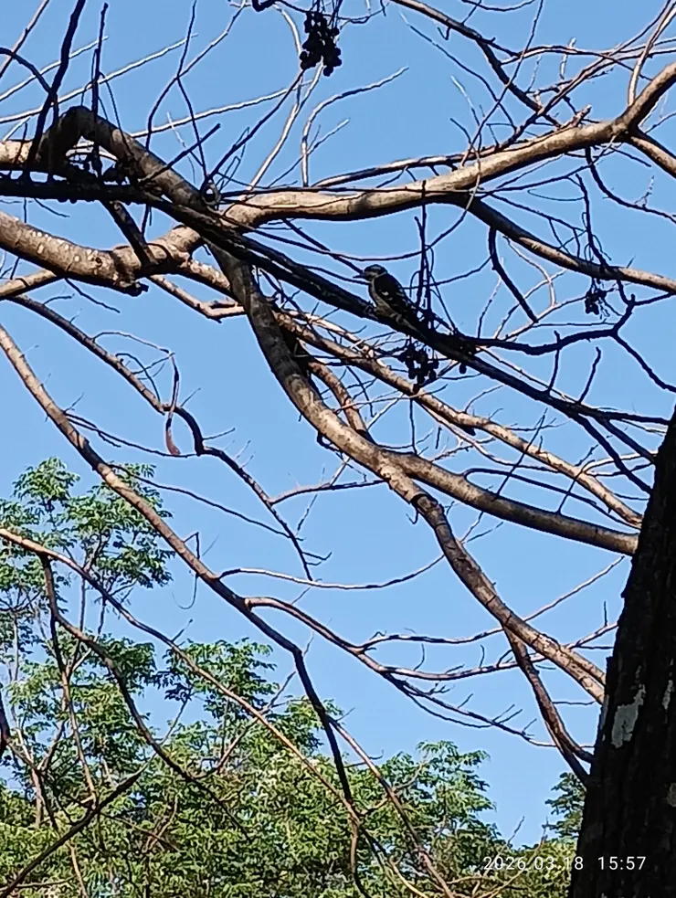 無侶晝長空自對，啄木鳥