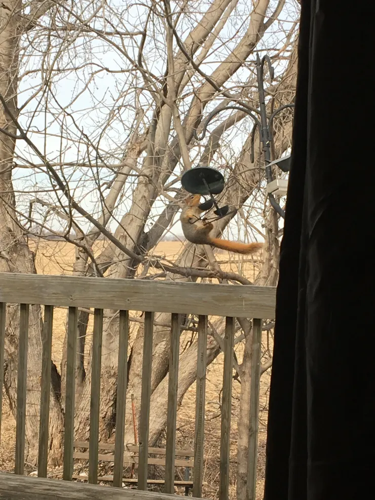 前來徵收小杏仁的松鼠及後面的楓樹（腹肌挺厲害的）