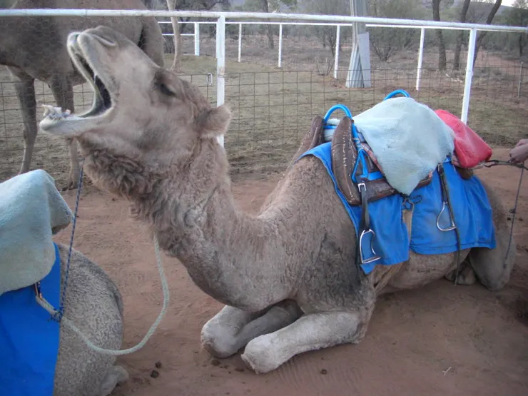 打哈欠中的駱駝哥