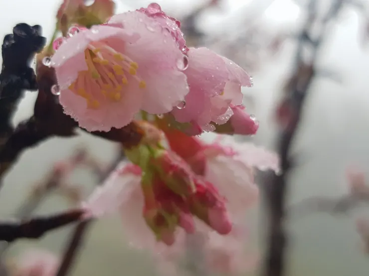 雨珠襯得花朵更美