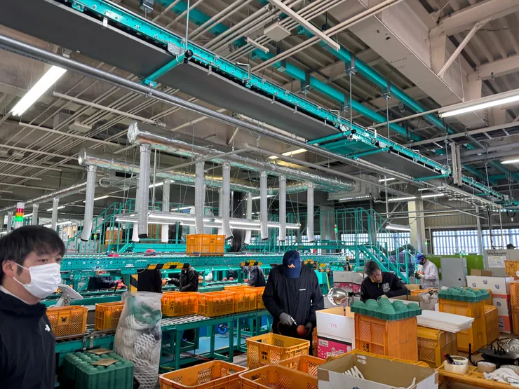 去年參觀山形選果場的照片