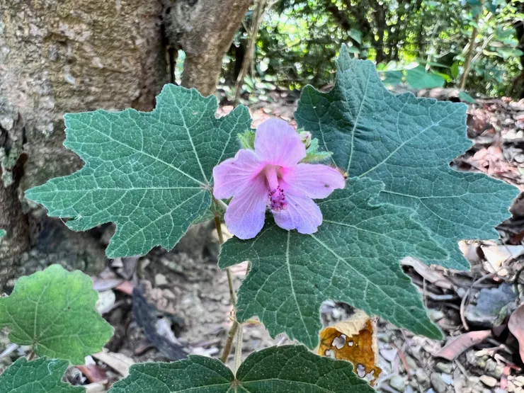 野棉花、虱姆草、虱母子草、肖梵天花；攝於台南南化鈺鼎步道，生於山坡、路旁草叢或灌木叢中，為常見之小灌木。目前台灣中部有少部份栽培供藥用http://kplant.biodiv.tw/虱母子/虱母子.htm