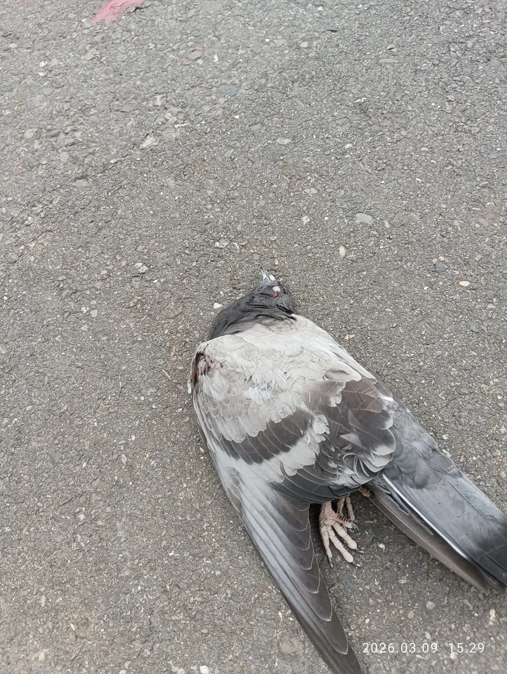 鴿遭橫禍