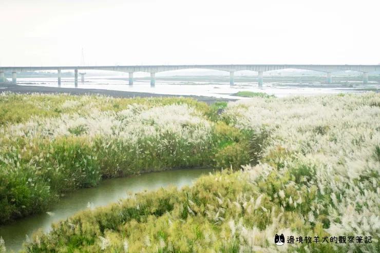 高屏溪旁的小水池，讓風景增添不少變化