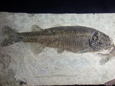 室井氏狼鰭魚(Lycoptera muroii)(青板)
