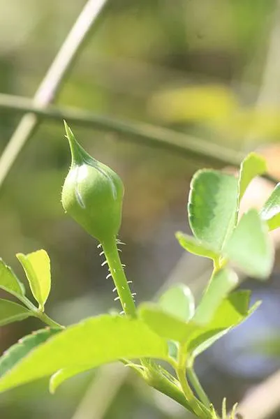花梗多刺為荼蘼的重要特徵