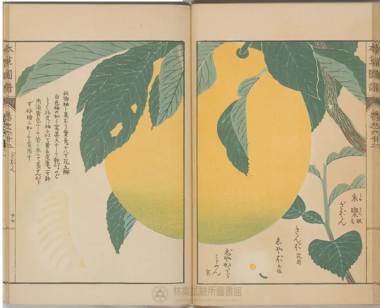 作者：岩崎常正。朱欒。典藏者：農業部林業試驗所。數位物件典藏者：農業部林業試驗所。創用CC 姓名標示-非商業性-相同方式分享 3.0台灣（CC BY-NC-SA 3.0 TW）。發佈於《開放博物館》[https://openmuseum.tw/muse/digi_object/b75d177fee8aa66846f1611117ac2561#103695]（2023/09/12瀏覽）。