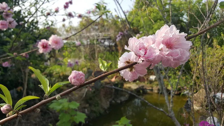 碧桃又名千葉桃花，是桃樹的一個變種。這種花朵富麗的桃花，在漢朝甚至之前就已經有，但是大量的人工育種是在唐朝之後。