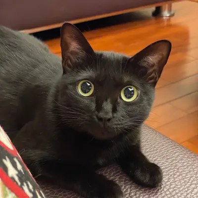 貓派阿鵝的沙龍