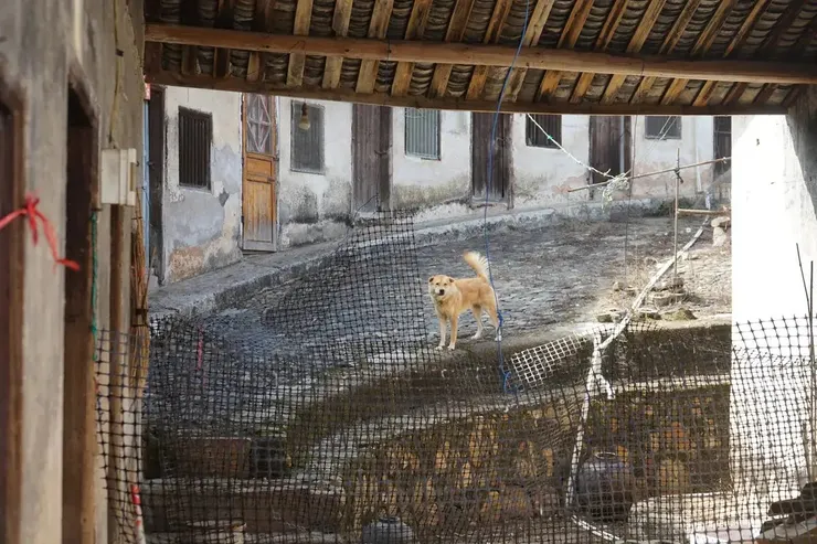 狗子、斷坎和化胎（筆者自攝）