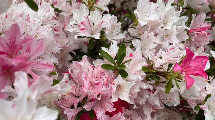 4月中旬至5月上旬為杜鵑花花季。