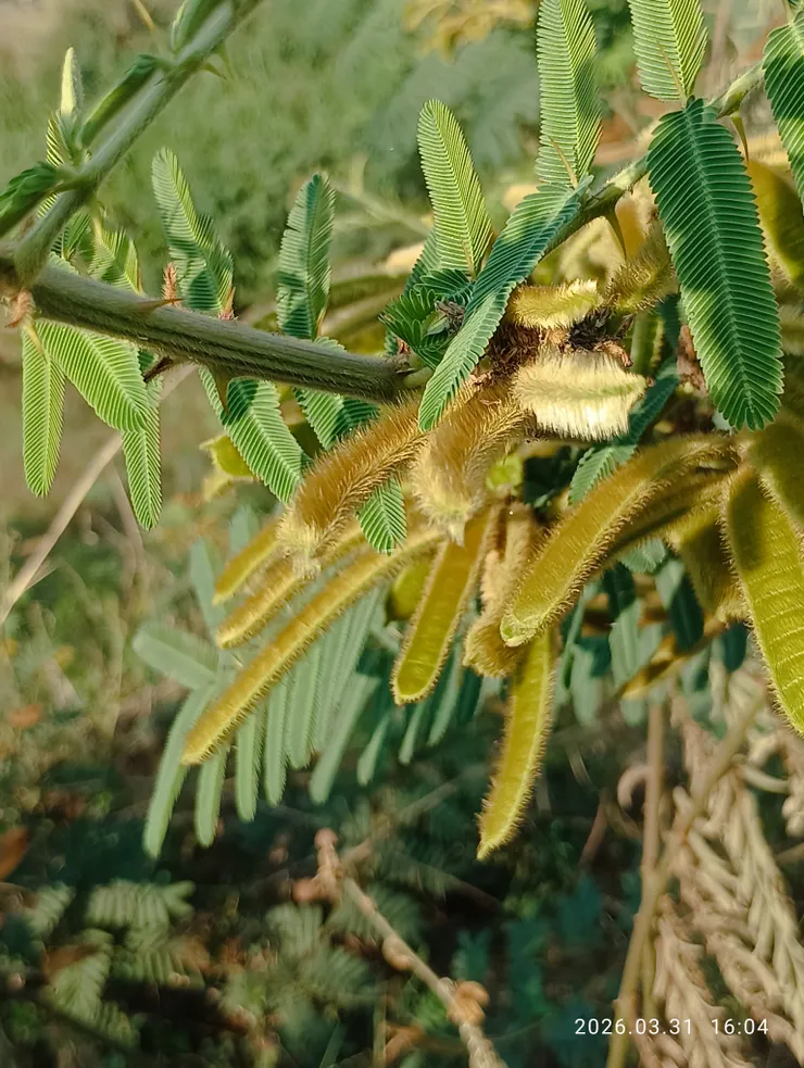 刺軸含羞木！這在野地河岸是為害甚鉅的外來物。